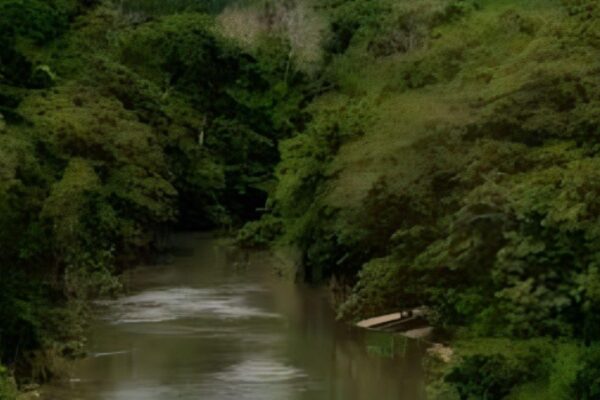 Aumentan Áreas Naturales Protegidas en gobierno de la 4T; Tren Maya promueve conservación de ecosistemas