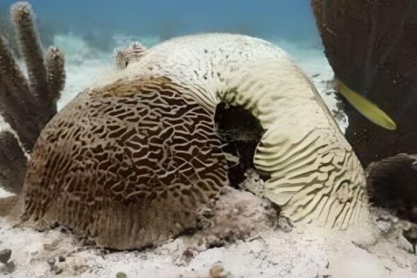 ‘Lady Coral’ tenía razón: alertan por blanqueamiento del coral en Quintana Roo