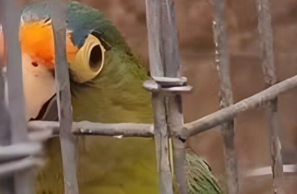 Los loros protagonizan el tráfico de aves en México; ¡hasta los tiñen de amarillo!