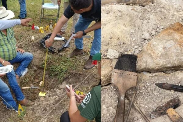 Quintana Roo: imparten curso-taller de ciencias forenses para combatir maltrato animal