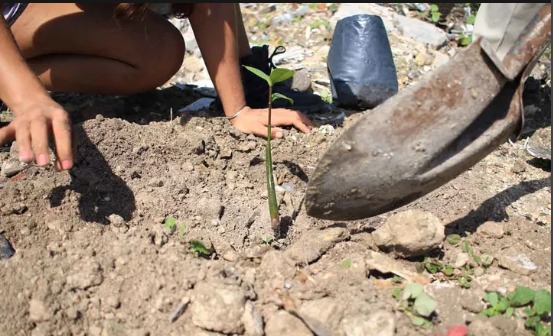 Invitan a la población de Quintana Roo a mega arborización