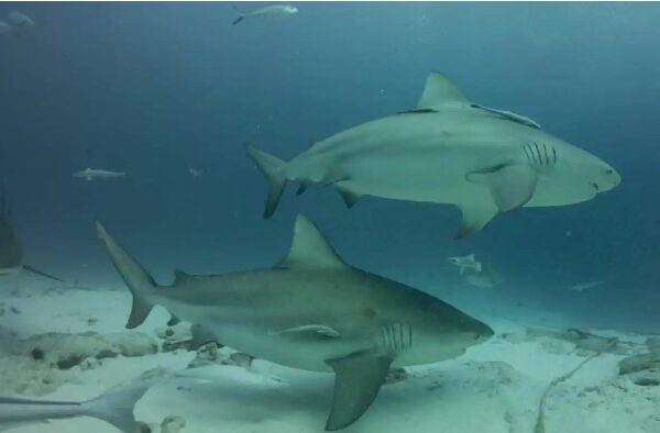 A punto de iniciar, temporada de tiburón toro en Playa del Carmen; es inofensivo pero sugieren no acercarse