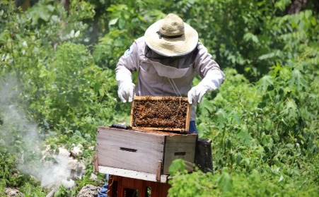 Capacitan a apicultores de Leona Vicario sobre producción de miel de abeja melipona