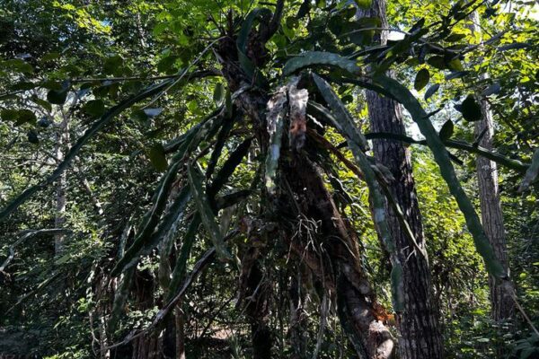 Crearán primera escuela de agroecología en Quintana Roo