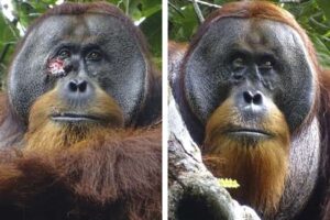 Orangután se autocuró herida con planta tropical usada en Asia