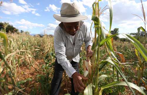 En cinco años, aumentaron 23.3% ingresos de trabajadores indígenas