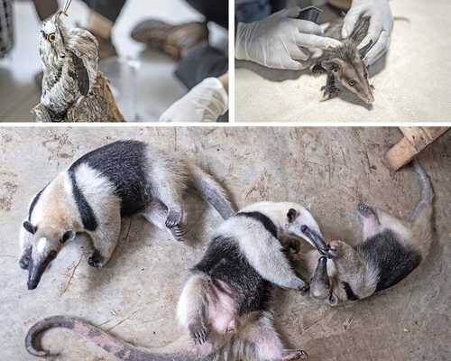 Ecologistas alojan en aire acondicionado e hidratan animales moribundos por calor