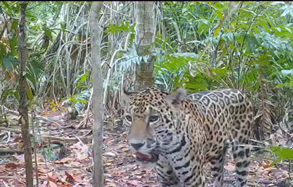 Detectan a dos jaguares en la Reserva Ecológica de Dzilam de Bravo, Yucatán