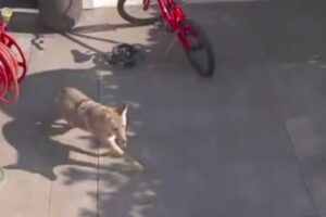 Coyote persigue a una niña de 4 años por el patio de su casa, la salva una mesa de juguete