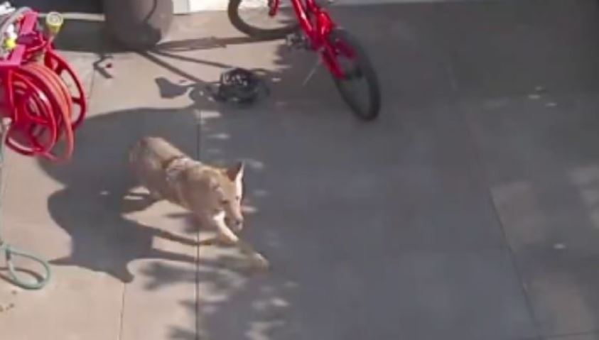 Coyote persigue a una niña de 4 años por el patio de su casa, la salva una mesa de juguete