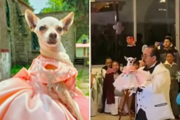 Perrita chihuahua en México se vuelve viral al celebrar sus XV años con todo y chambelanes