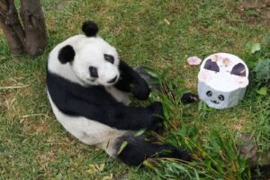 Xin Xin cumple 35 años y lanzan concurso para celebrar a la última panda gigante de México