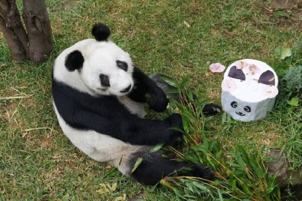 Xin Xin cumple 35 años y lanzan concurso para celebrar a la última panda gigante de México