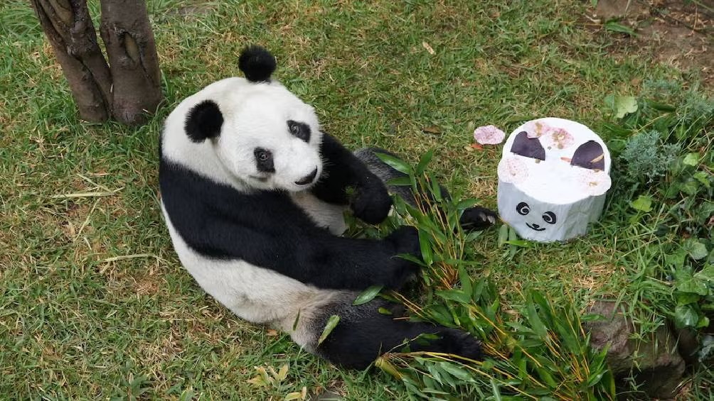 Xin Xin cumple 35 años y lanzan concurso para celebrar a la última panda gigante de México