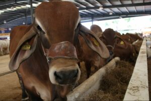 En riesgo 30 mil mdp por cierre a importación de ganado a Estados Unidos