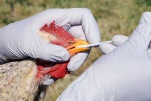 México suspende importación de productos avícolas de Brasil por brote de gripe aviar