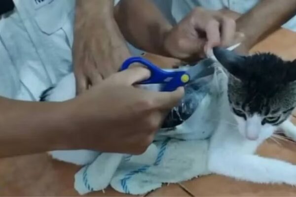 Gato con paquetes de droga es detenido en cárcel de Costa Rica