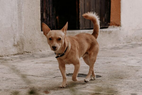 CDMX exige registro obligatorio de mascotas: multas superan los 2 mil pesos