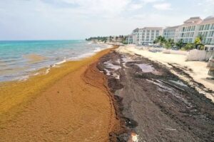 Sargazo llega masivamente; recolectan 8 mil toneladas en Playa del Carmen