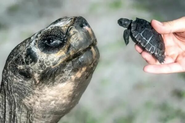 Una tortuga gigante de Galápagos se convirtió en padre a los 134 años