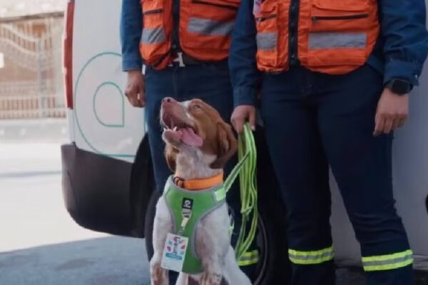 Manchas, el perro ingeniero que salva miles de litros de agua en Saltillo