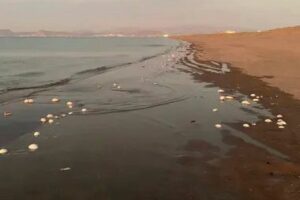 Descubren miles de peces muertos en La Paz, BCS; confirman Marea Roja