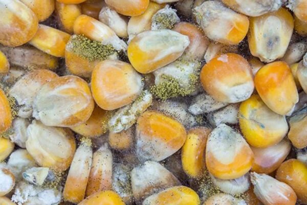 Científica de la UNAM alerta de hongos que provocan cáncer de hígado