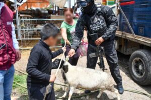 Devuelven lo extorsionado: Secretaría del Bienestar entrega borreguitos, pollo y aves de corral incautados en Operación Liberación
