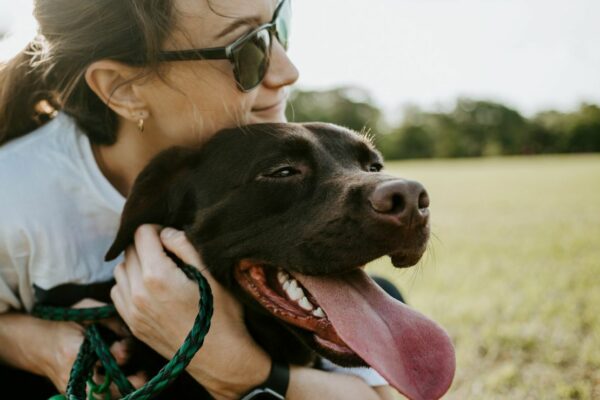Aprueban custodia compartida de mascotas en caso de divorcio 