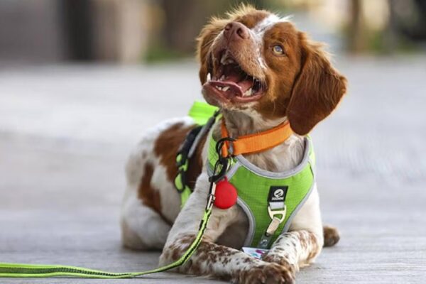 Manchas, el perro que salva agua al detectar fugas en México