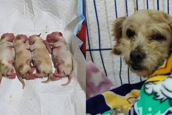 Perrita embarazada sobrevive a explosión de pipa y da a luz a cinco cachorros