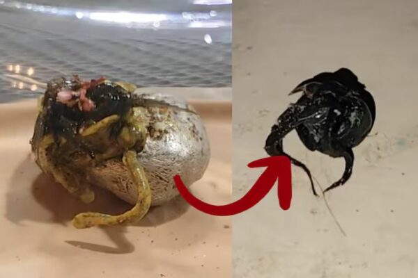¿Es real la criatura viral de Panamá? Esto se sabe sobre el objeto que comparan con “Venom”