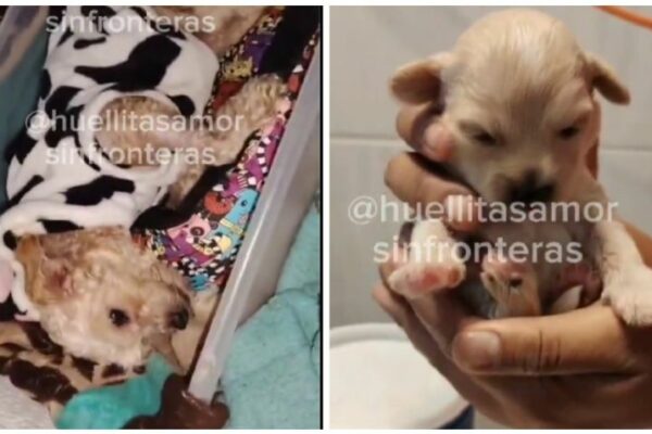 Adoptan a Cereza y a su cachorro Cerecito, perros sobrevivientes de la explosión de pipa de gas en Iztapalapa