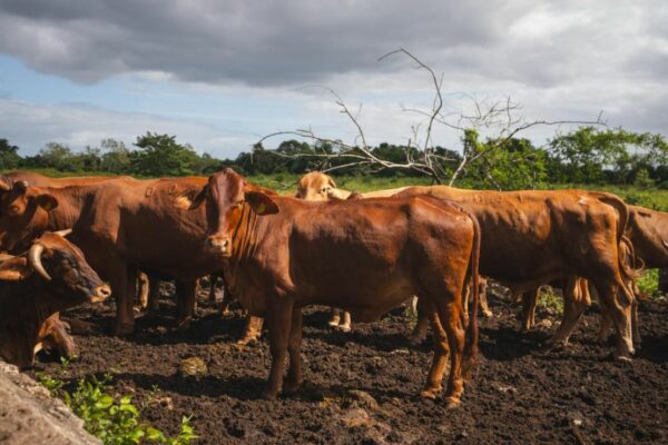 Yucatán logra 90% de recuperación por gusano barrenador y sin sacrificio animal
