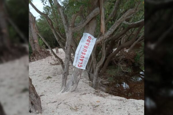 Clausuran zona en Sisal, Yucatán, por destrucción de manglares