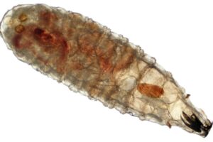 Yucatán reporta quinto caso humano de gusano barrenador