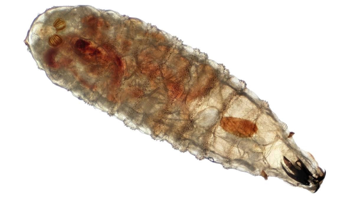 Yucatán reporta quinto caso humano de gusano barrenador