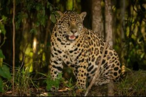 El jaguar tamaulipeco: el sigiloso guardián que ronda las sierras del estado