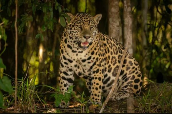 El jaguar tamaulipeco: el sigiloso guardián que ronda las sierras del estado