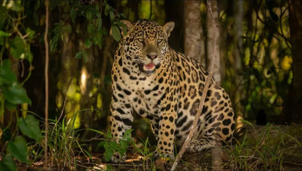 Empresa de energía impulsará la protección del jaguar en Tamaulipas