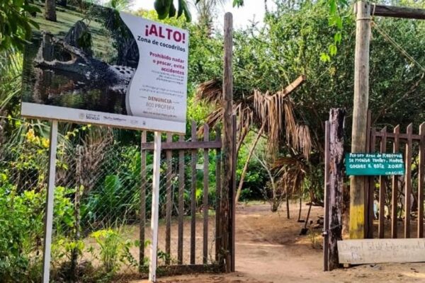 Alertan por presencia de cocodrilos en costa de Oaxaca
