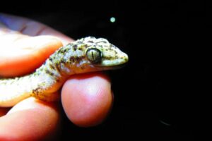 Descubren reptil endémico en Reserva Tehuacán-Cuicatlán