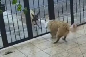 Perrito callejero se volvió viral al robarle su suéter a otro que se encontraba en su casa