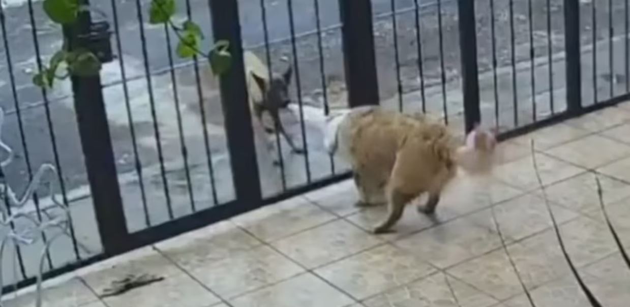 Perrito callejero se volvió viral al robarle su suéter a otro que se encontraba en su casa