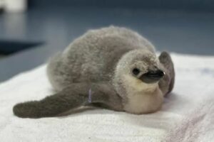 ¡León hace historia! Nace el primer pingüino barbijo bajo cuidado humano profesional en Latinoamérica