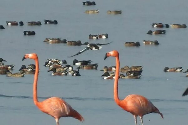 Dos flamencos habitan el Lago de Texcoco desde hace 15 años; un tercero llegó en 2024