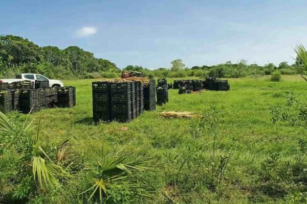 Roban a la Marina 22 toneladas de mango