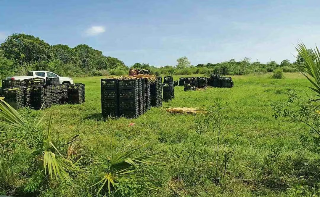 Roban a la Marina 22 toneladas de mango