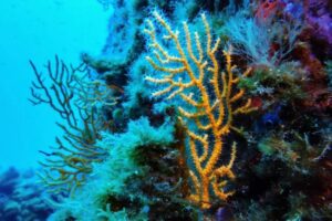 Tratado de Alta Mar: Esto sabemos del acuerdo que firmaron 83 países para salvar el 30% de los océanos