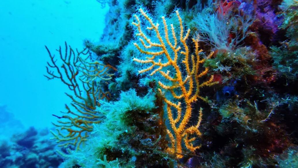 Tratado de Alta Mar: Esto sabemos del acuerdo que firmaron 83 países para salvar el 30% de los océanos